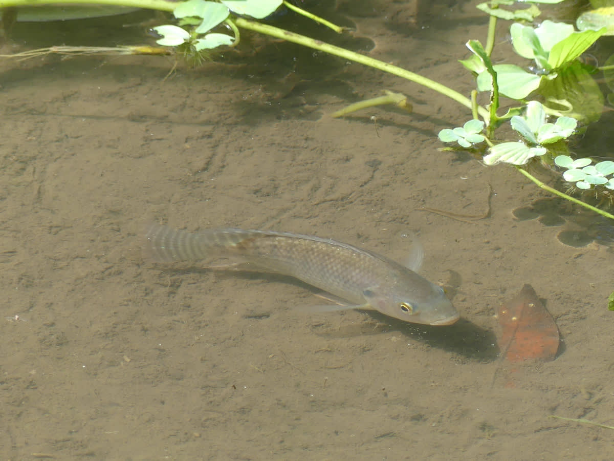 Stříbrná prý přání neplní - asi Tlamoun nilský (Oreochromis niloticus)