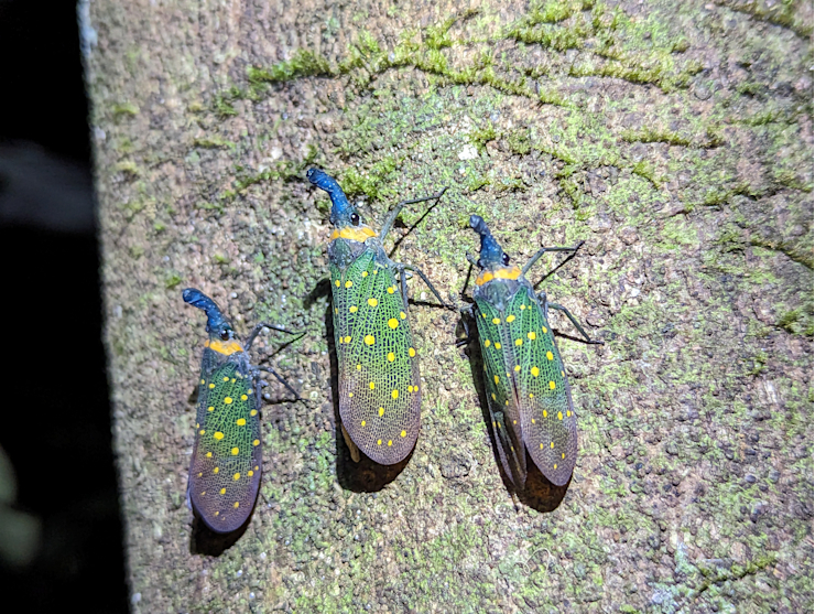 Svítilka Pyrops whiteheadi Svítilka Pyrops whiteheadi