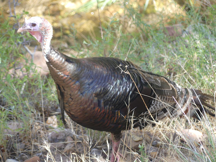 Krocan divoký