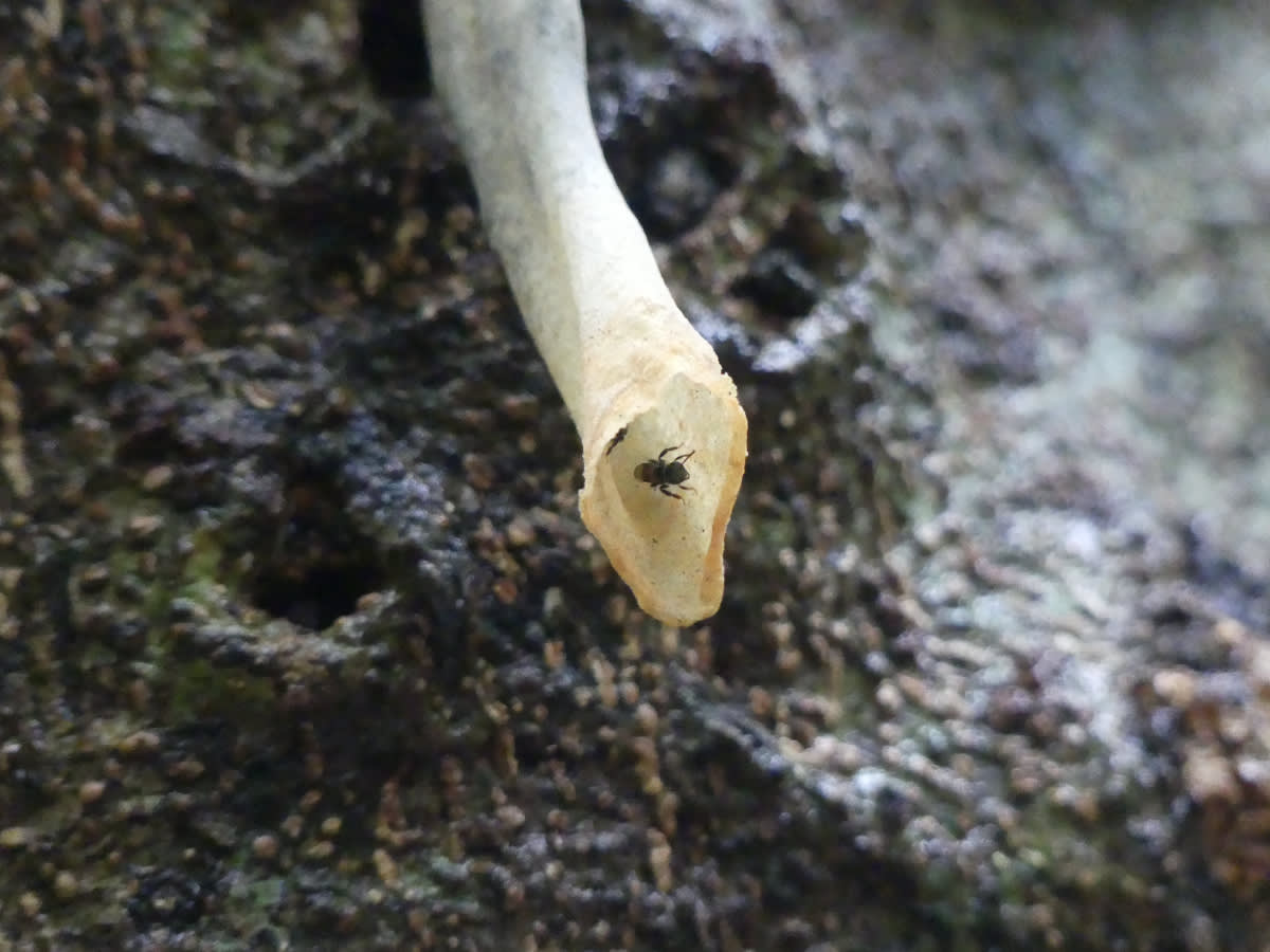 Tetragonilla collina