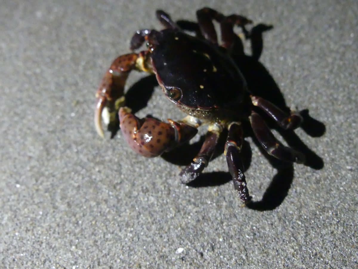 Krab rodu Cyclograpsus