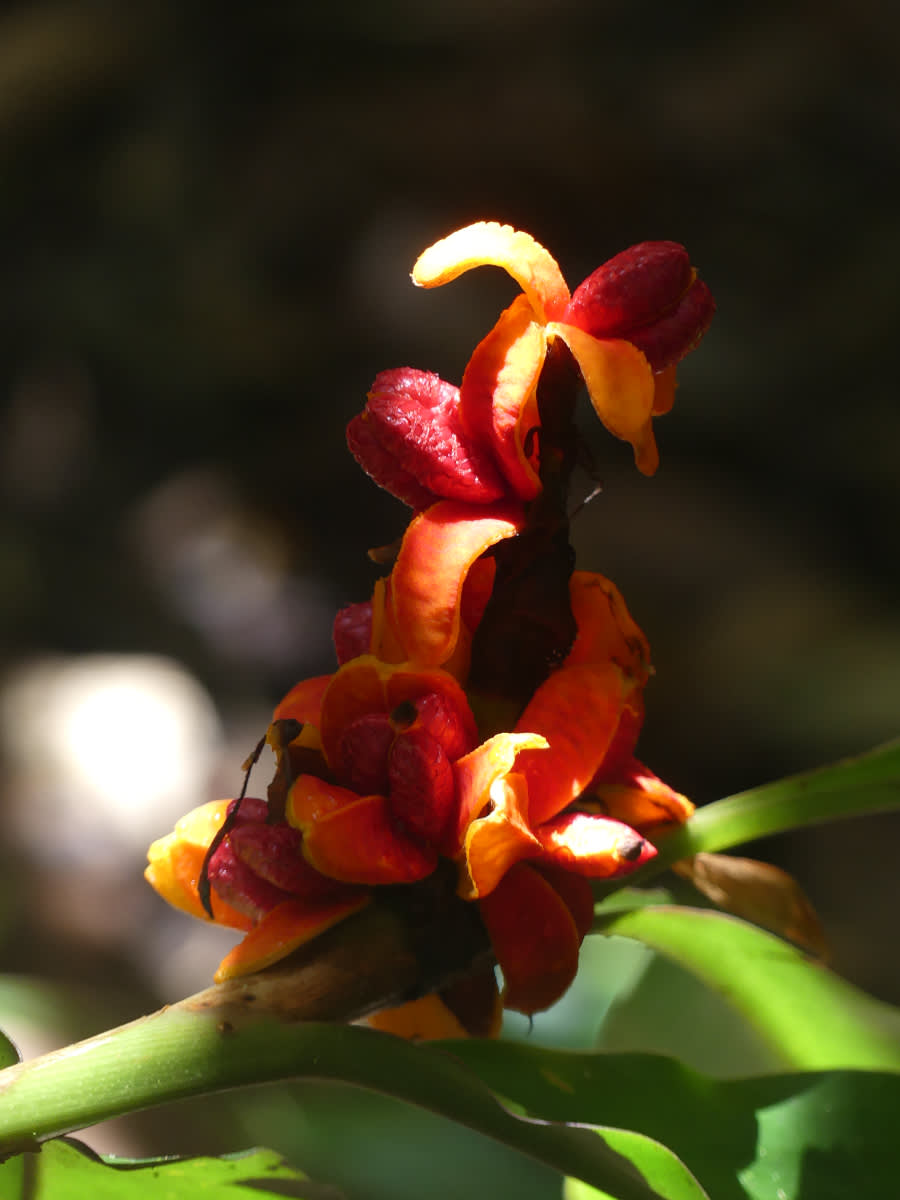 Zázvor Hedychium asi cylindricum