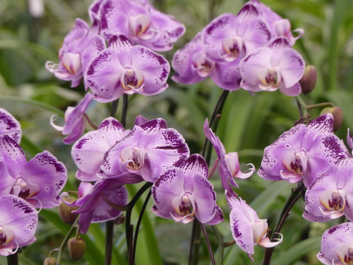 Orchideje