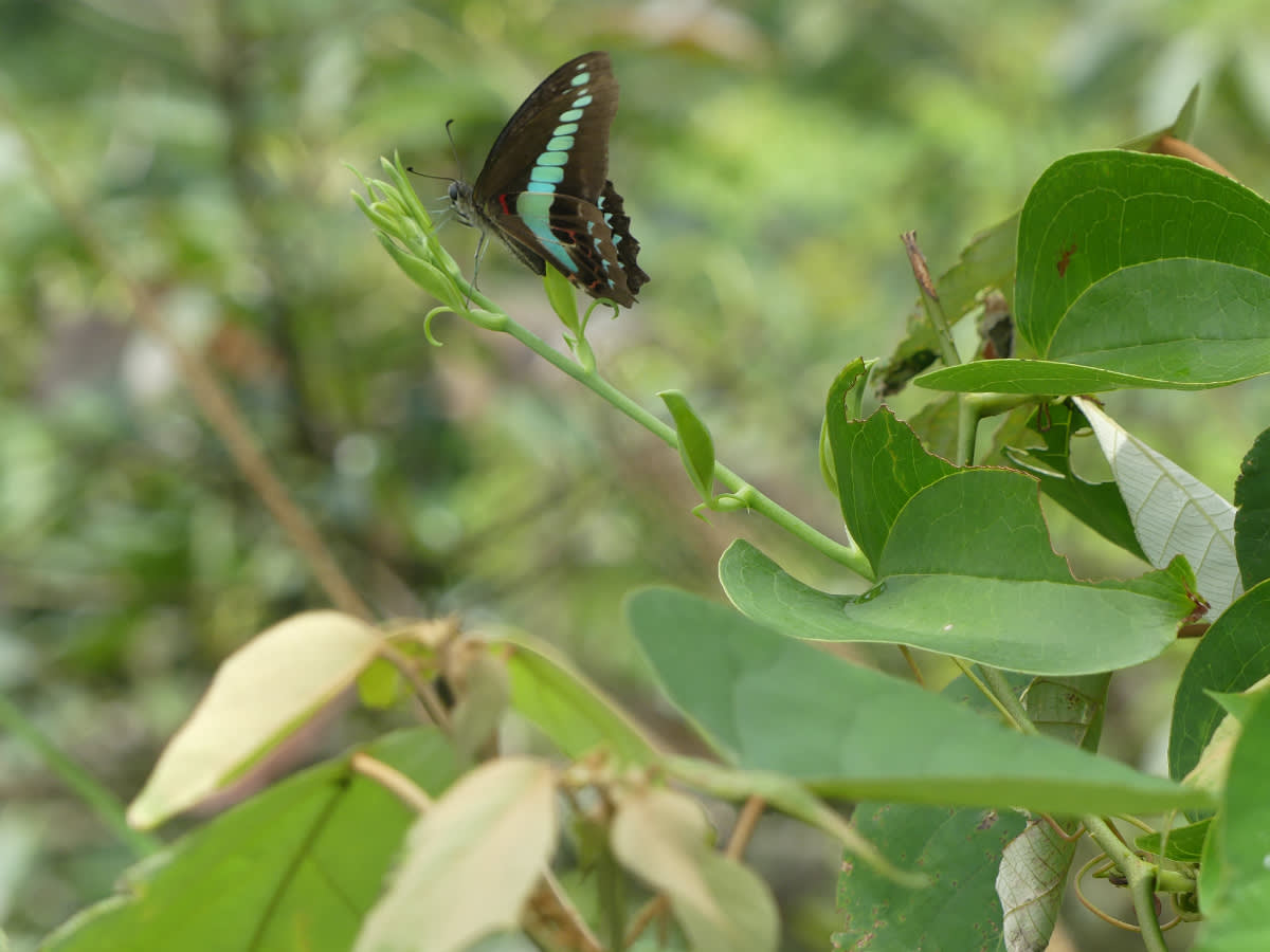 Otakárek Graphium sarpedon connectens