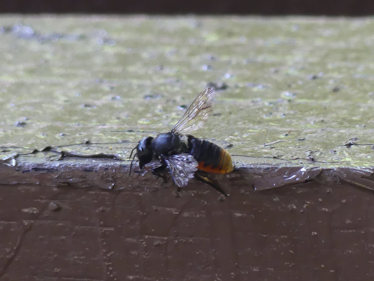 Včela rodu Megachile