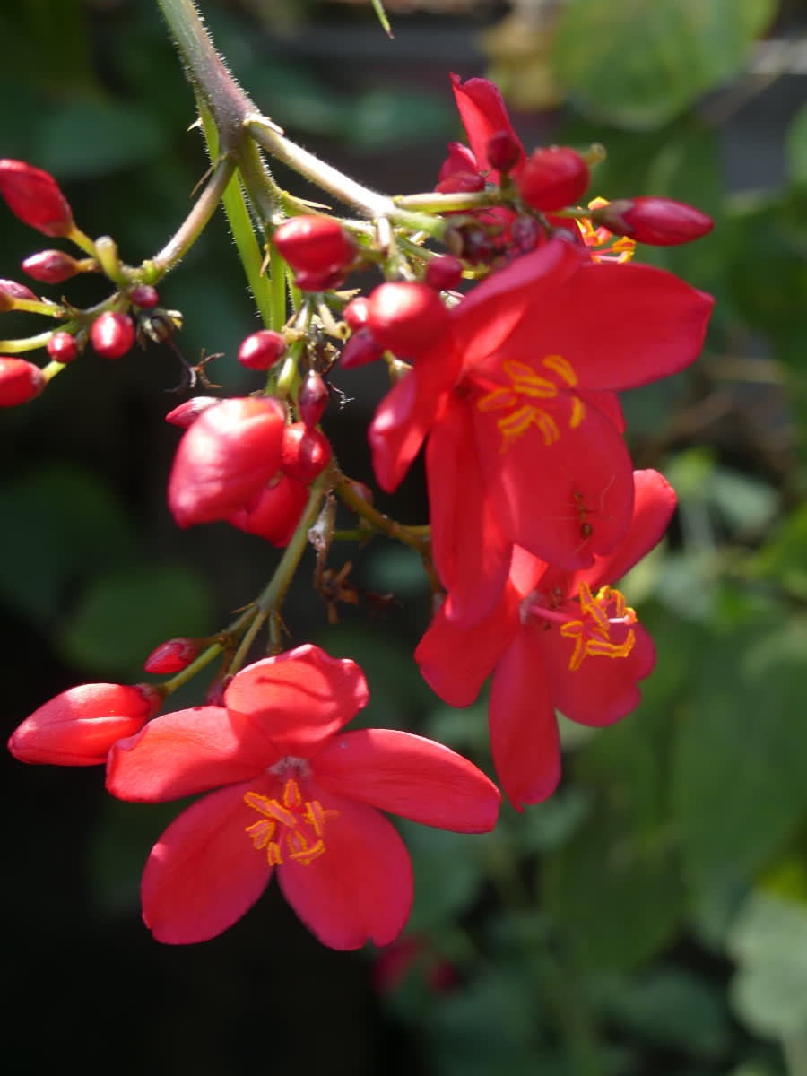 Ostrovní Flora