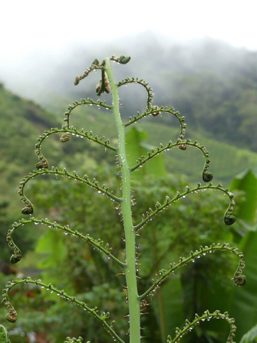 Kapradina