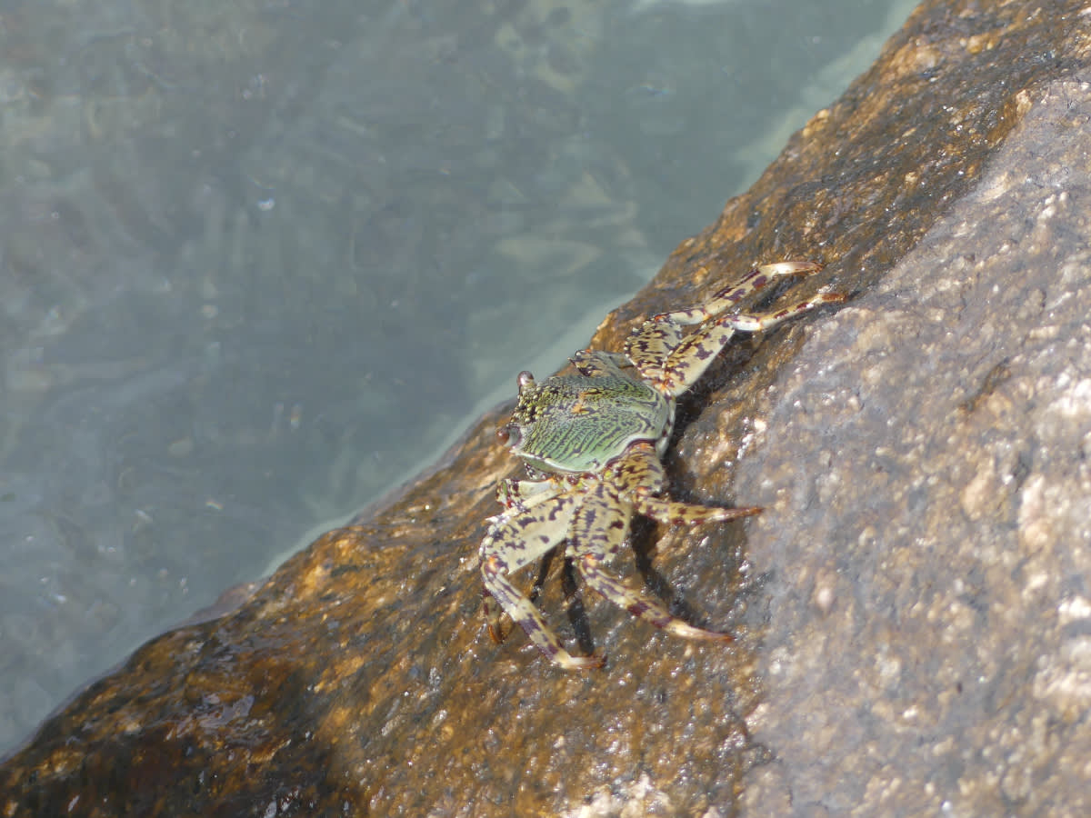 Krab