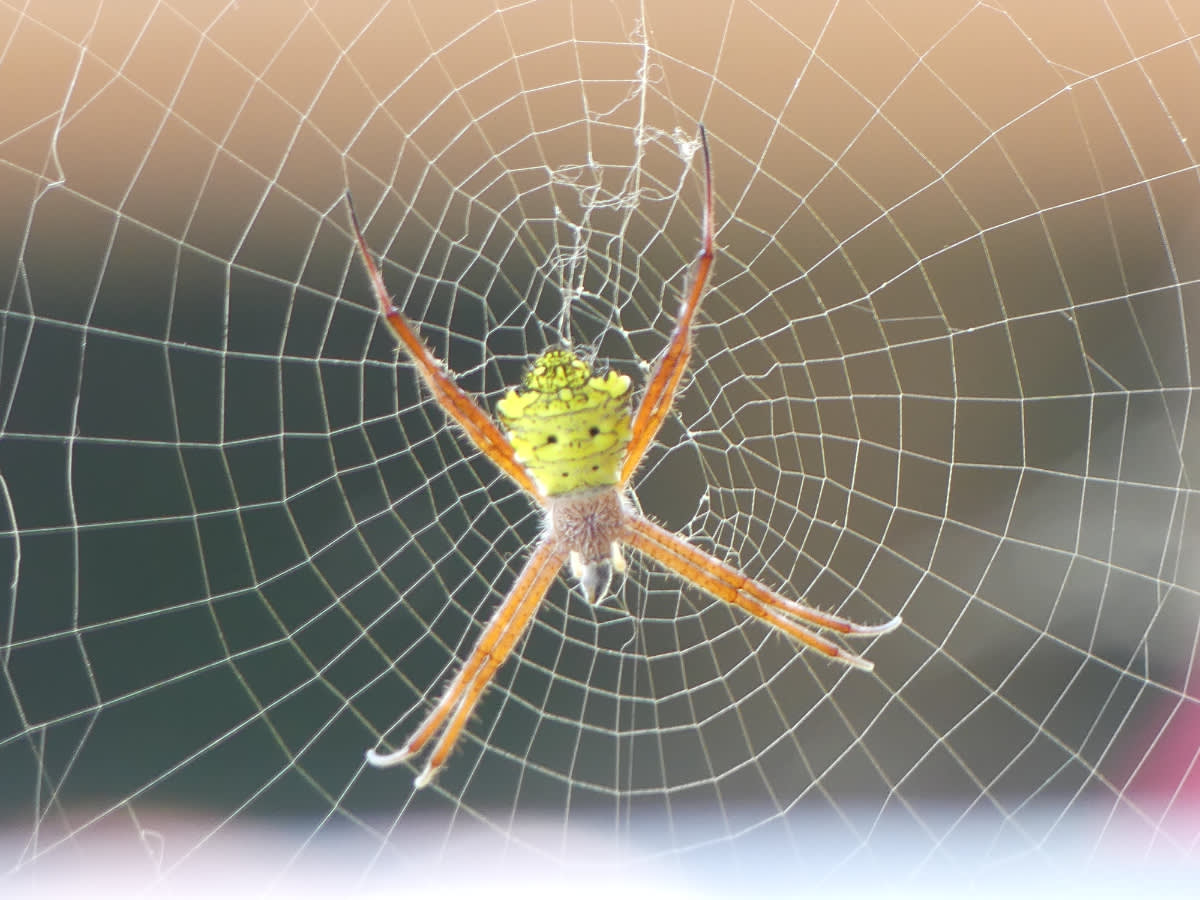Křižák (Argiope appensa)