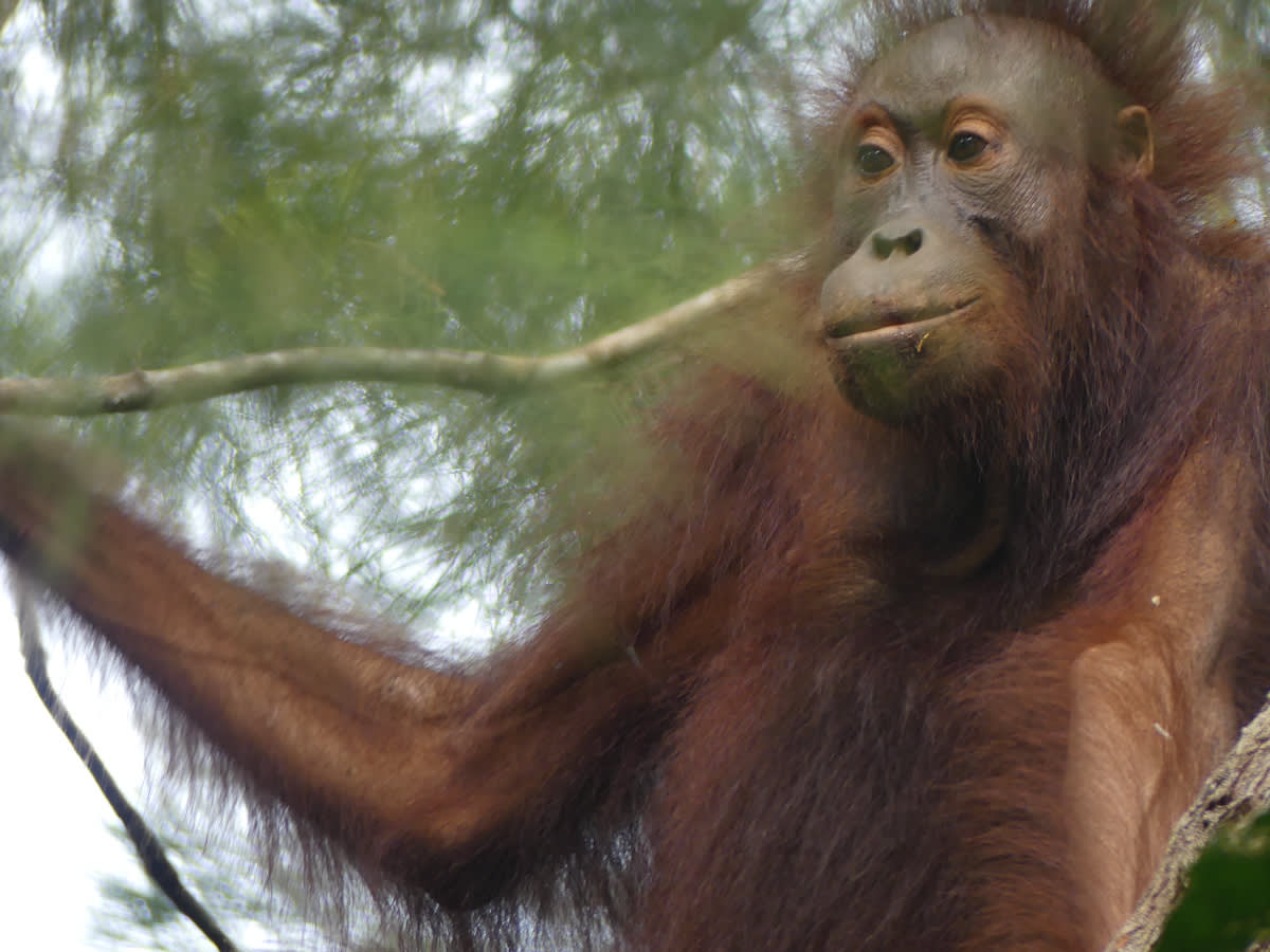 Samice orangutana