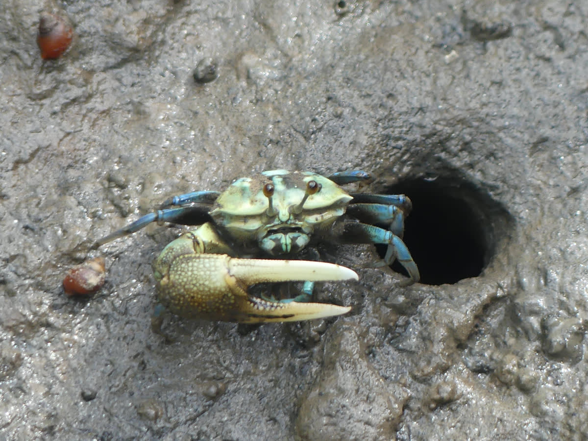 Krab houslista Uca paradussumieri