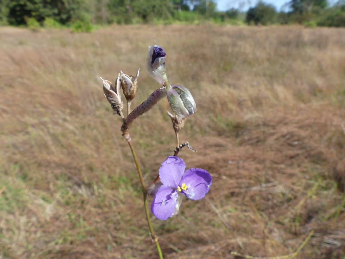 Poděnka Tradescantia pinetorum