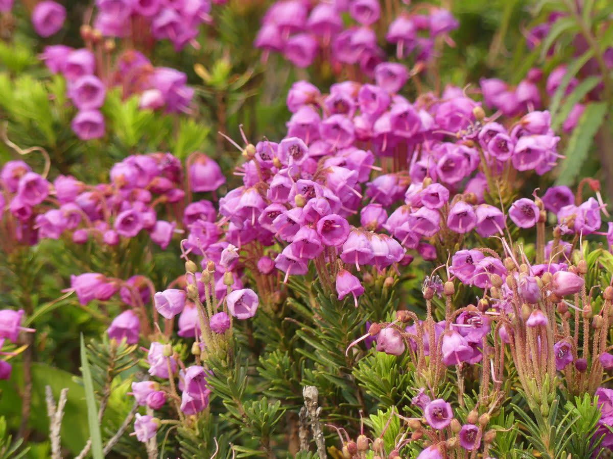 Vřesovcovité Phyllodoce empetriformis