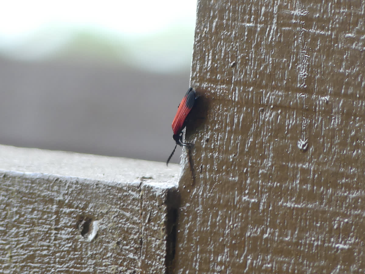 Brouk z čeledi Lycidae