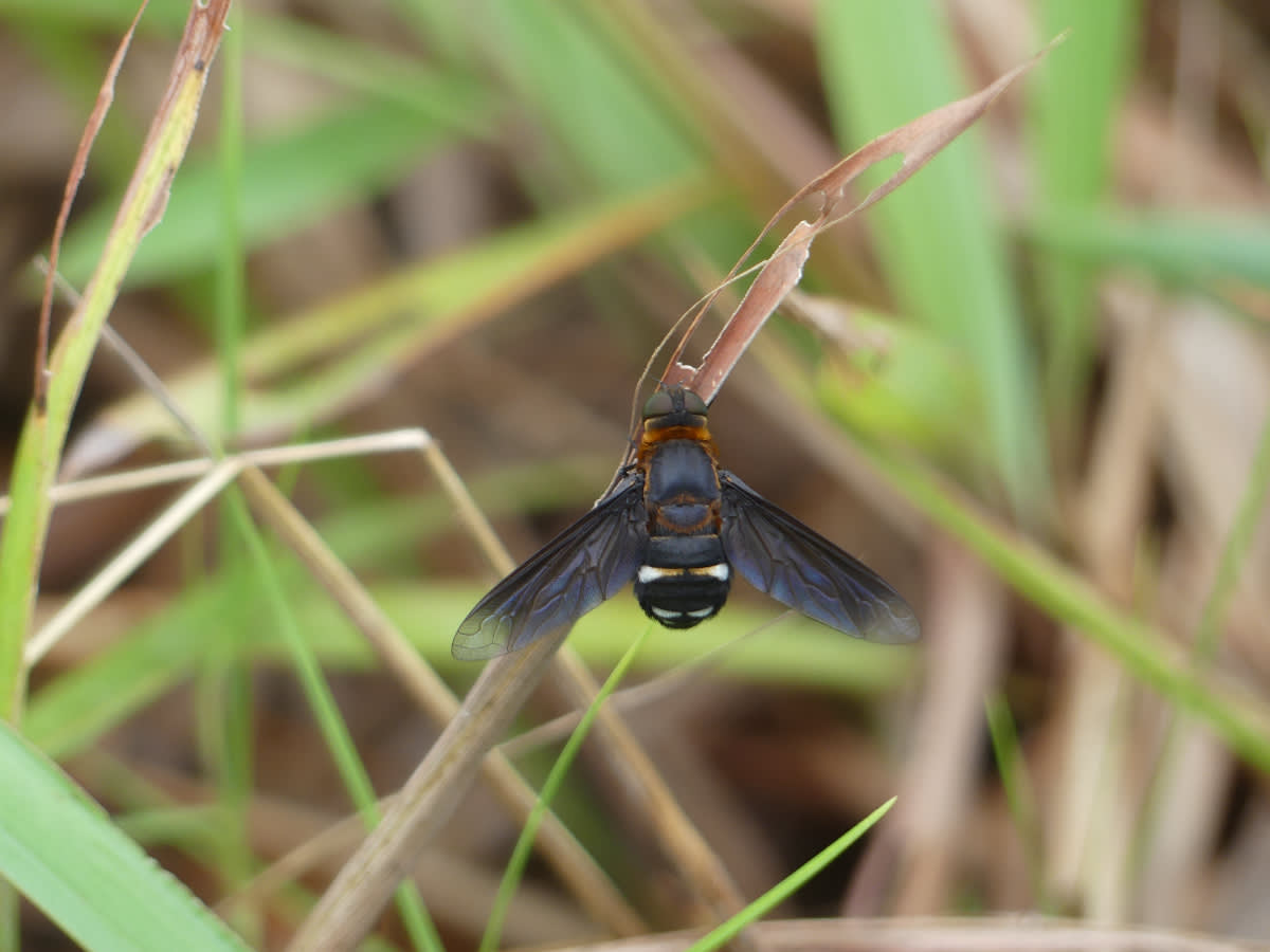 Diptera (hemipenthes asi velutina))