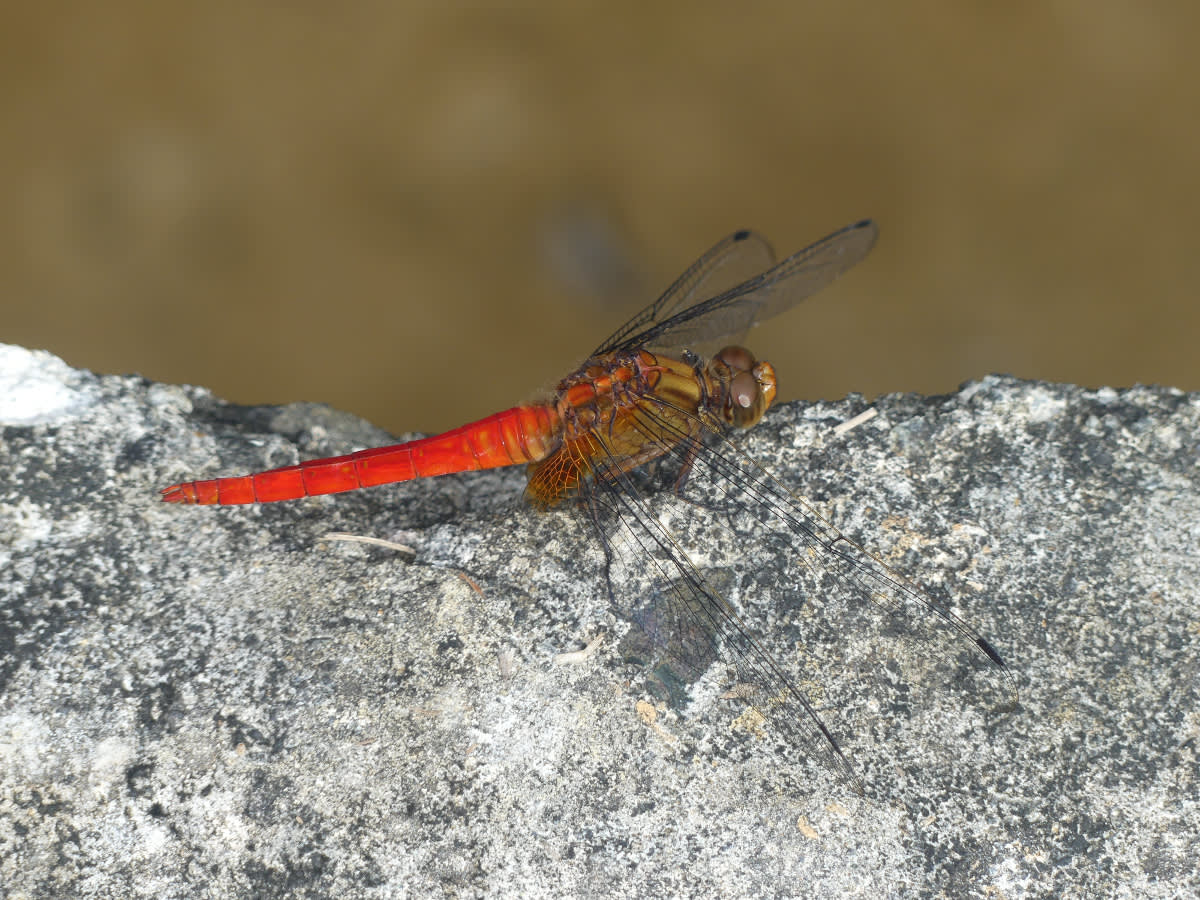 Vážka (asi Orthetrum testaceum)