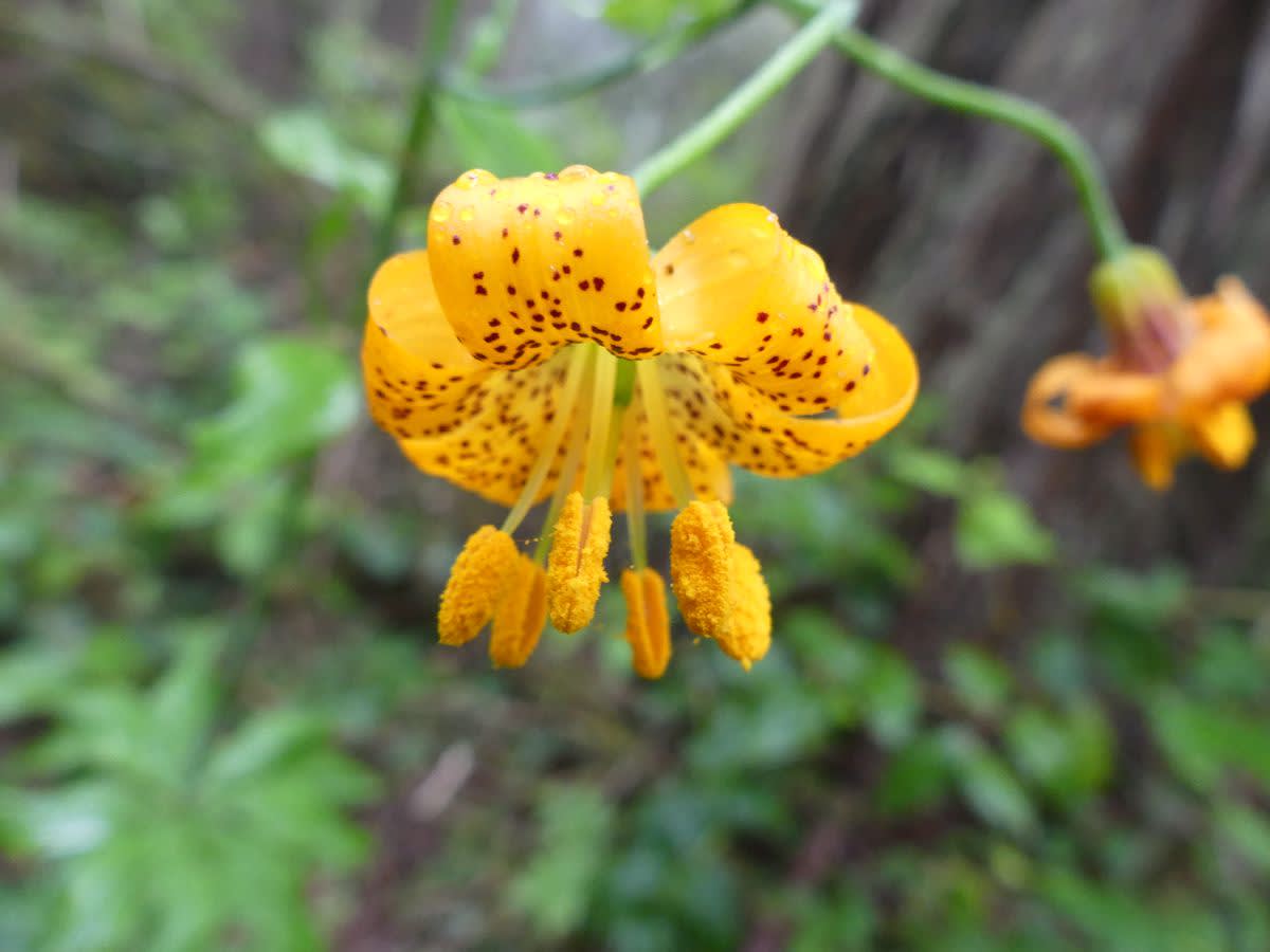 Lilie Lilium columbianum
