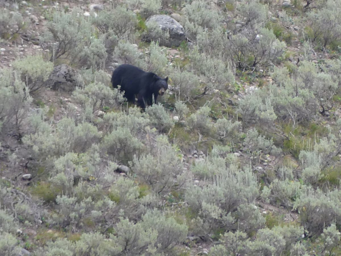 Medvěd baribal (Black bear)