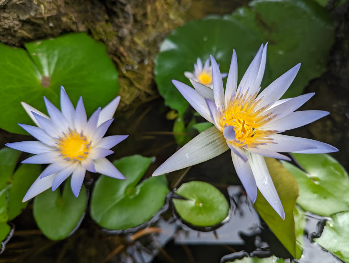 Modrý lotus (Nymphaea nouchali)