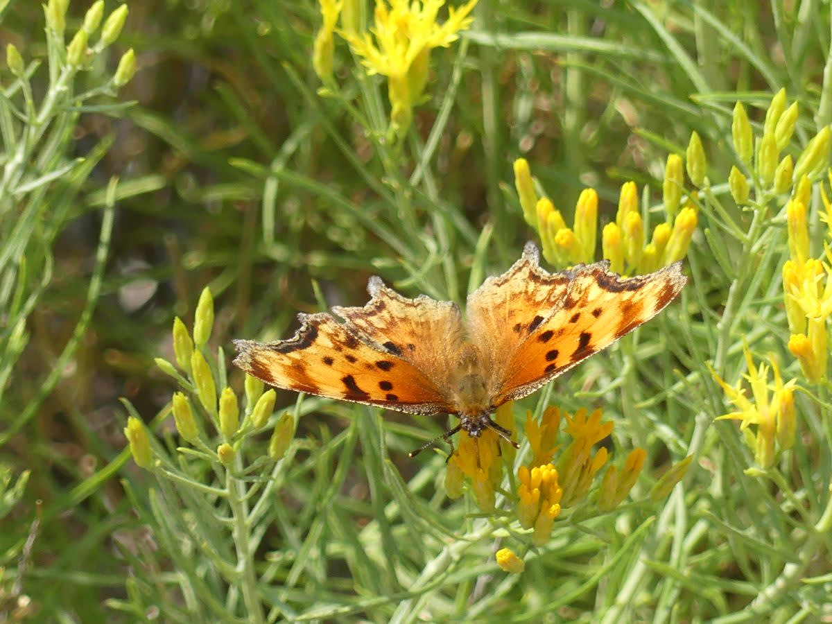 Babočka Polygonia gracilis