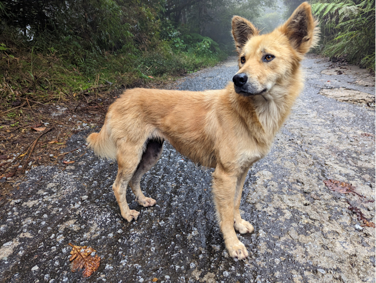 Sympatický doprovod Sympatický doprovod