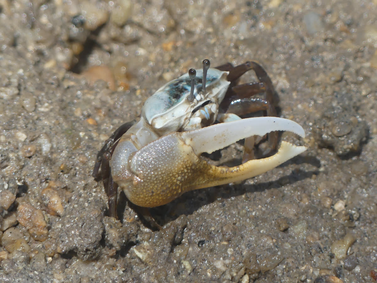 Krab houslista Uca puligator