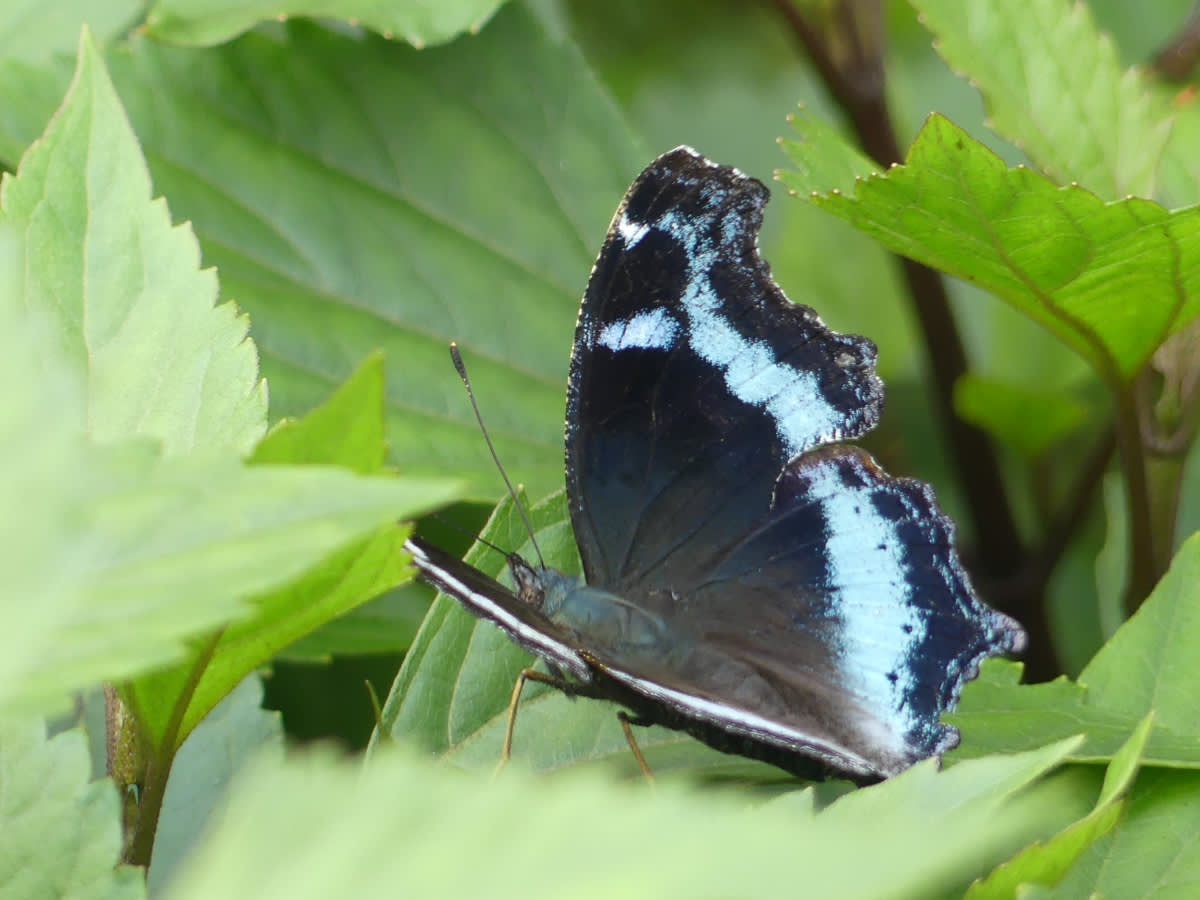 Blue admiral - Kaniska canace