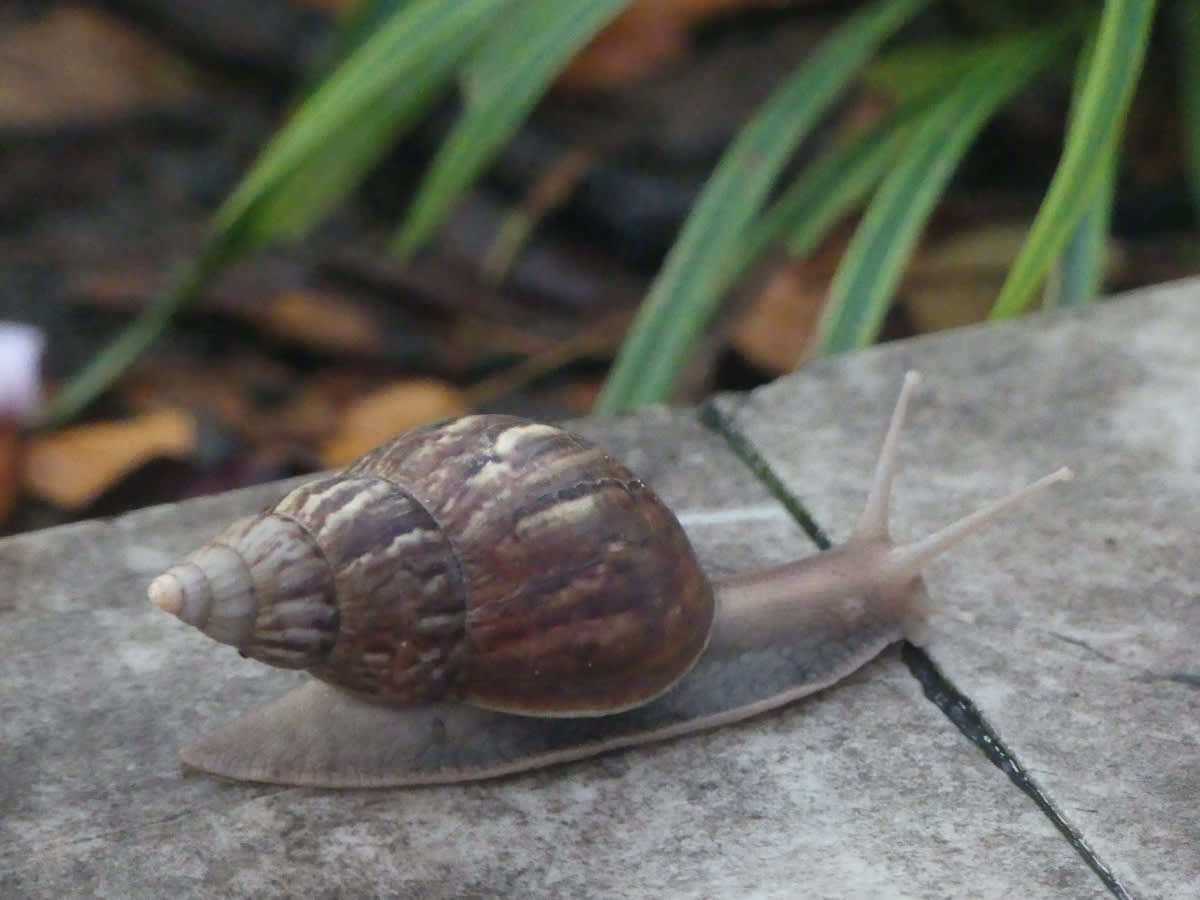 Achatina