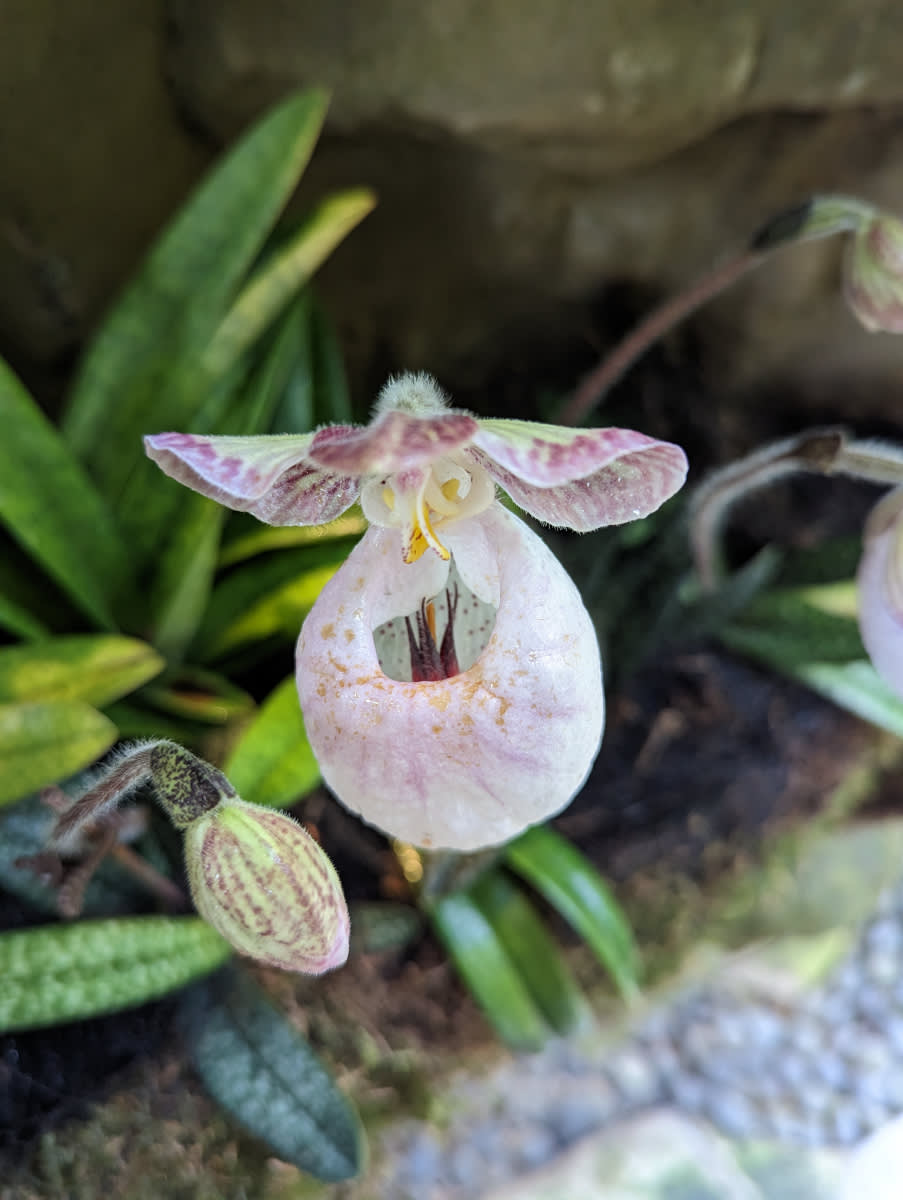 Orchidej s kapsičkou