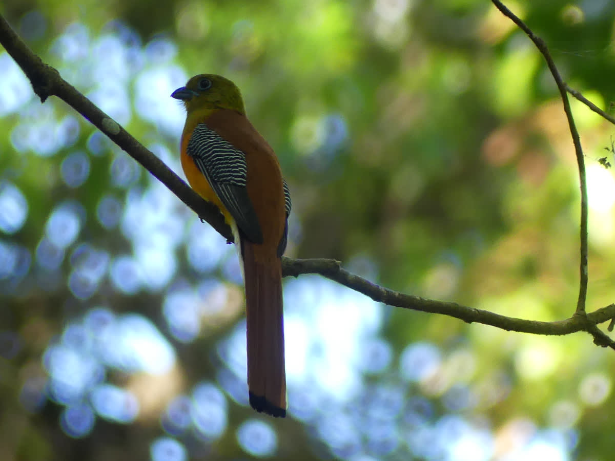 Trogon oranžovoprsý