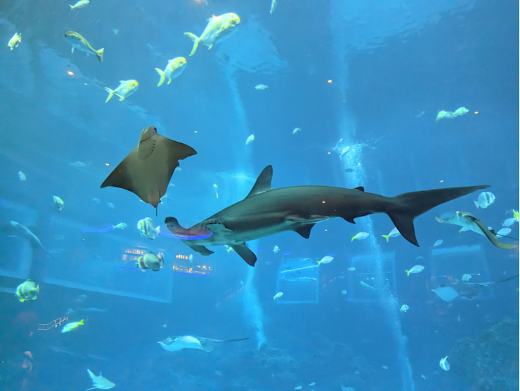 Obří akvárium Obří akvárium