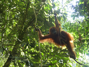 Orangutan sumaterský