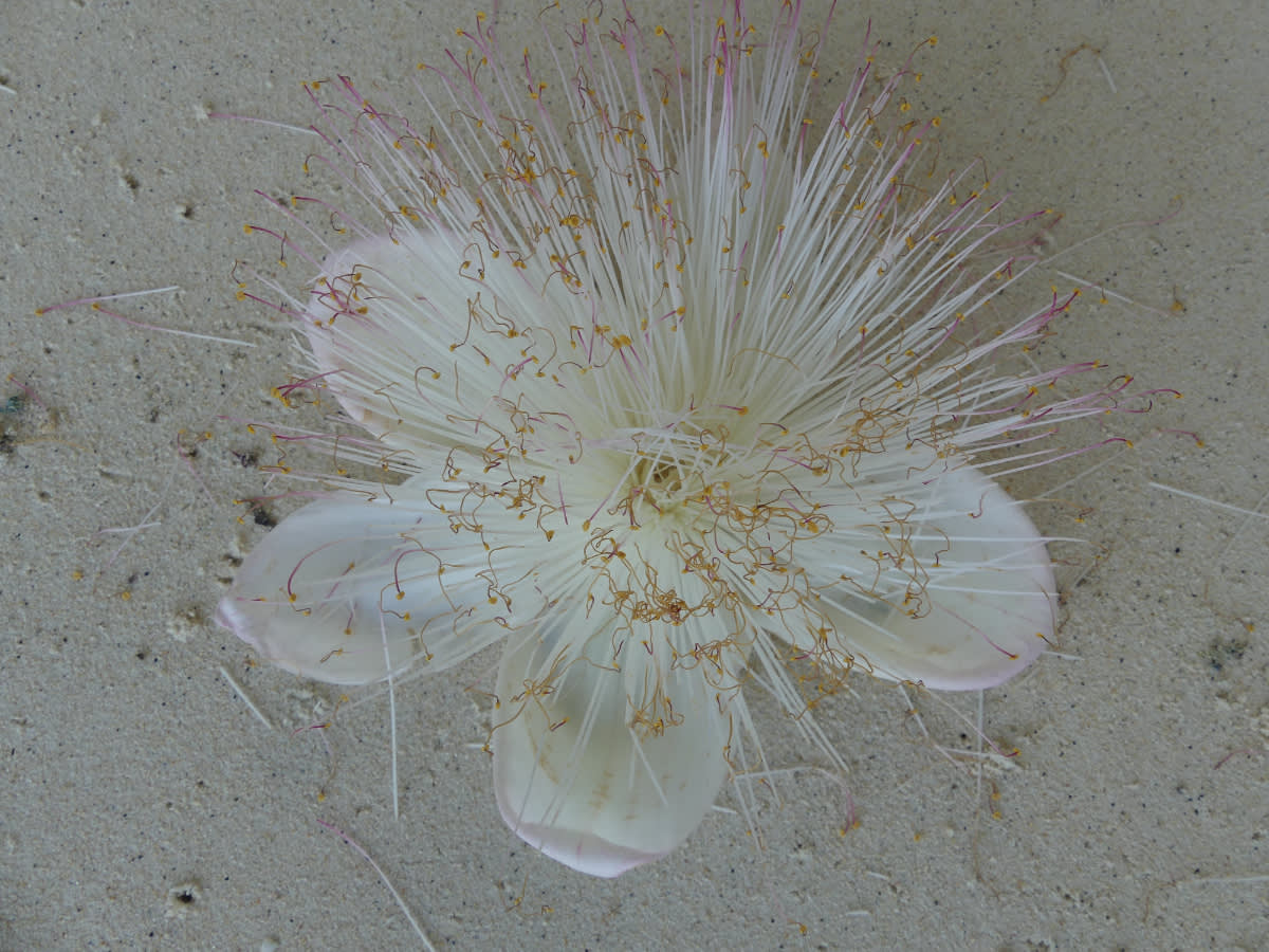 Barringtonia asiaticia - spadlý květ