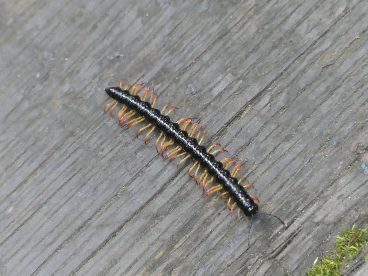 Mnohonožka Polydesmidae