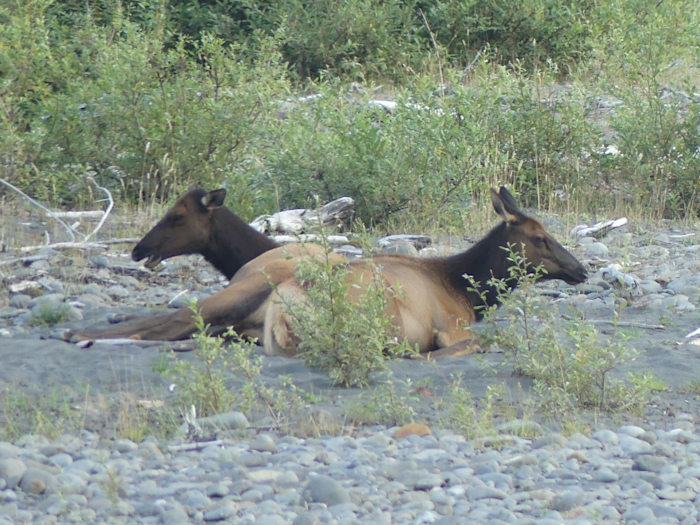 Wapiti