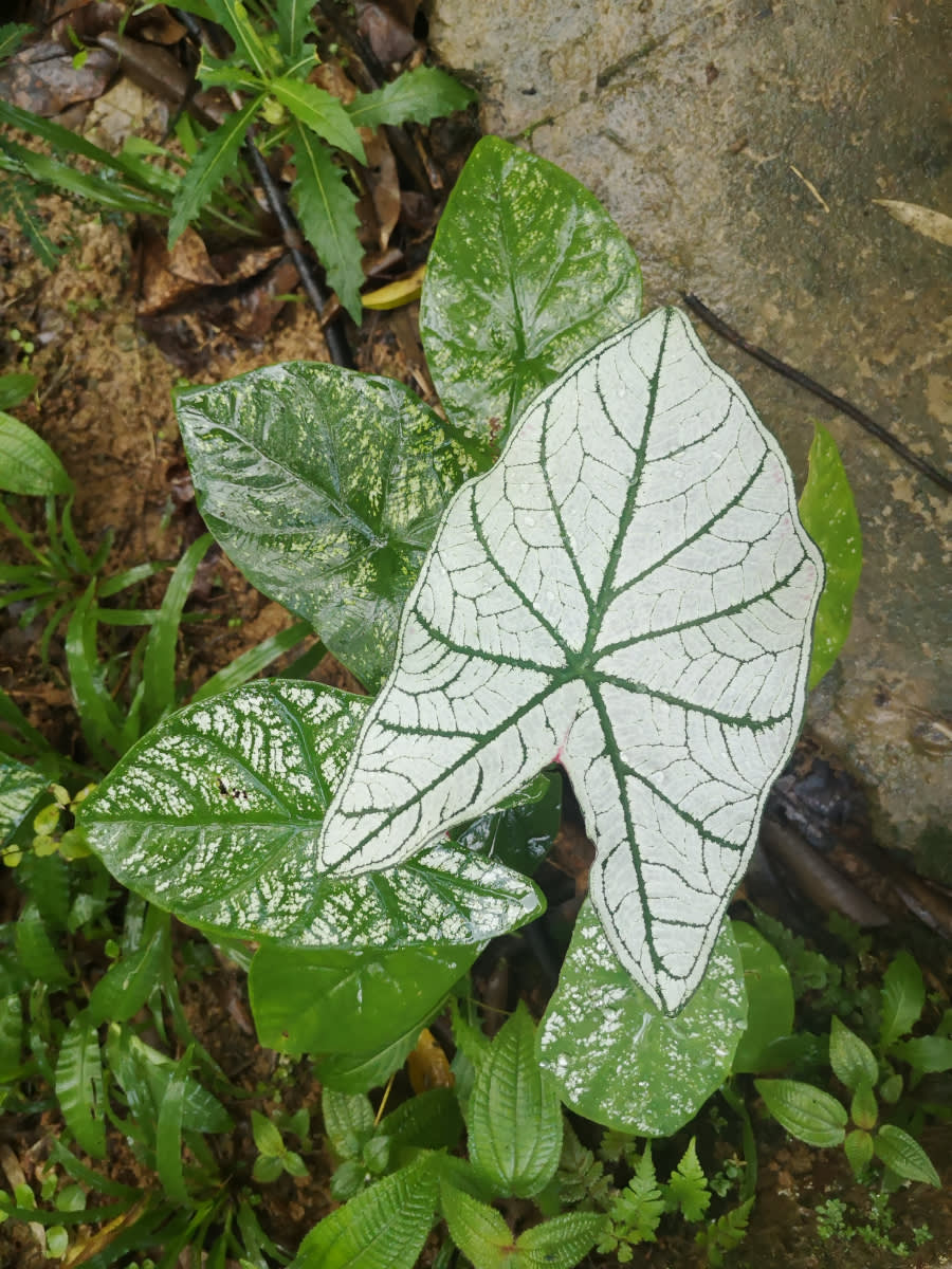 Caladium bicolor
