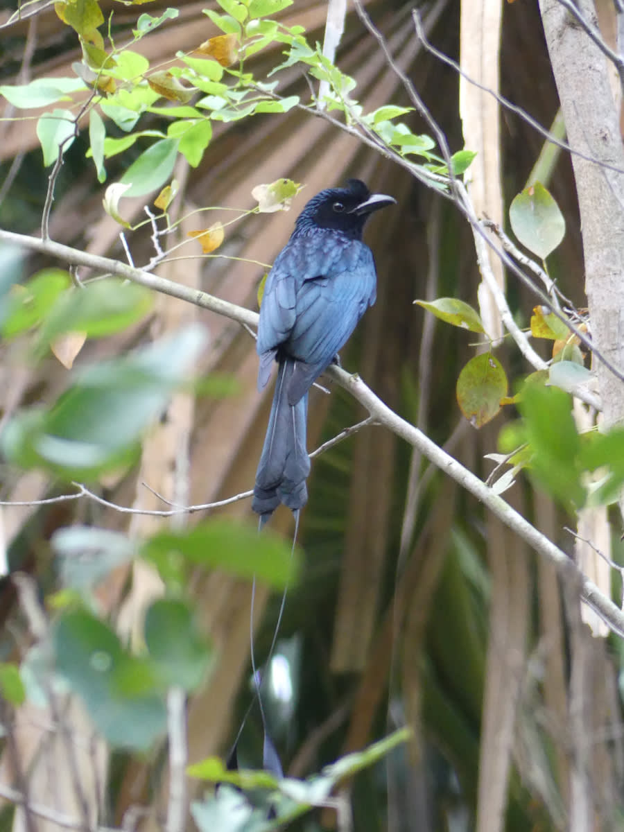Drongo vlajkový