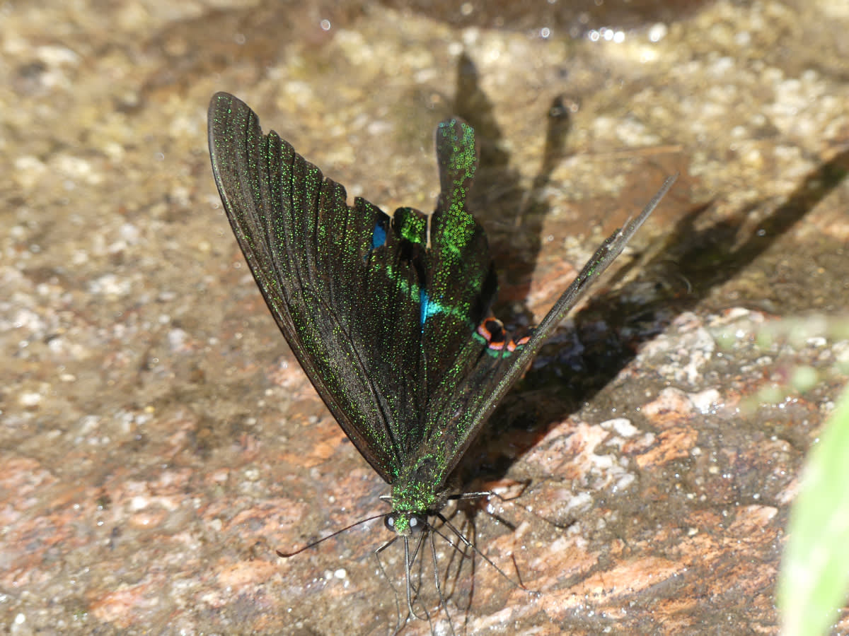 Motýl Papilio paris