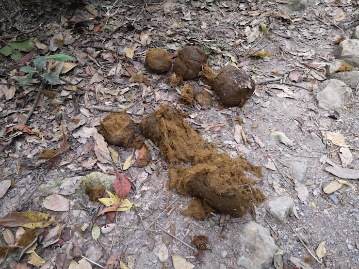 Sloní bobky Sloní bobky