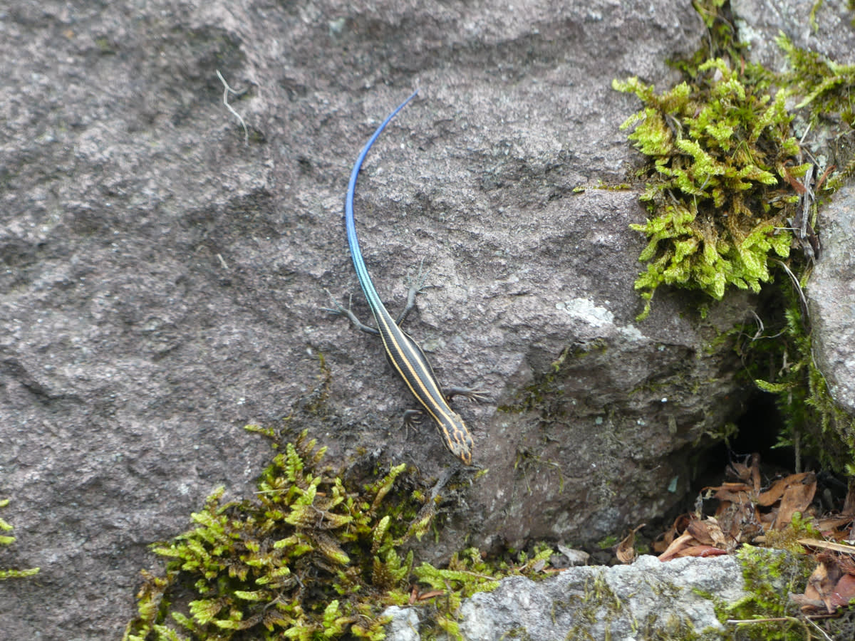 Ještěrka (Eumeces elegans)