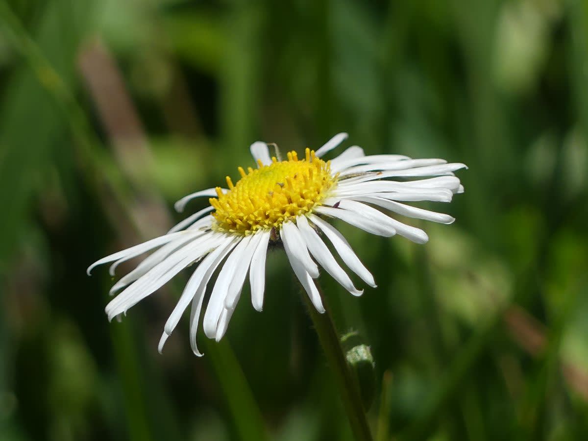 Místní květina (Erigeron coulteri)