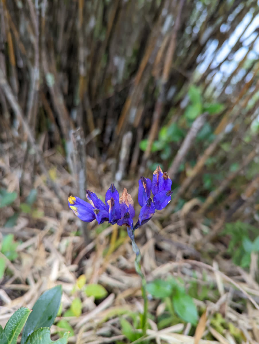 Burmannia disticha