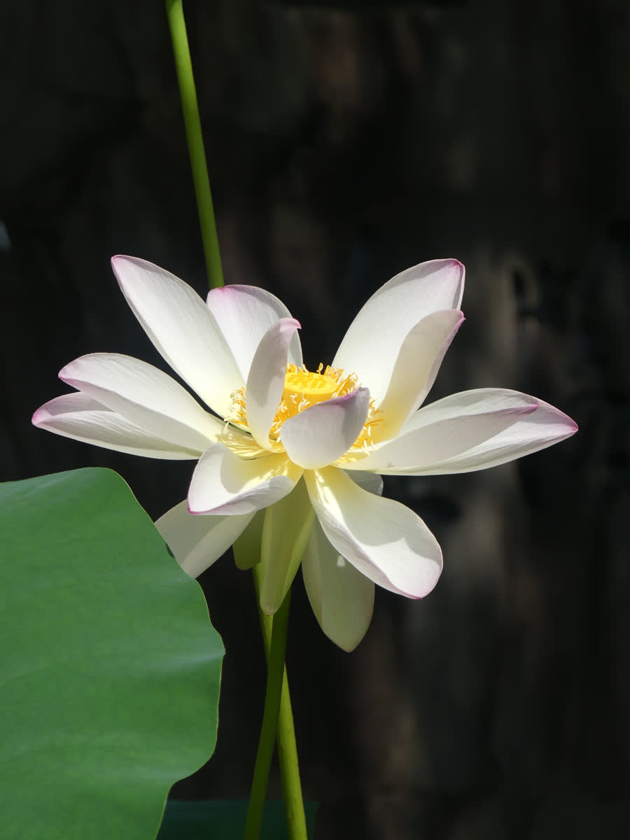 Lotus