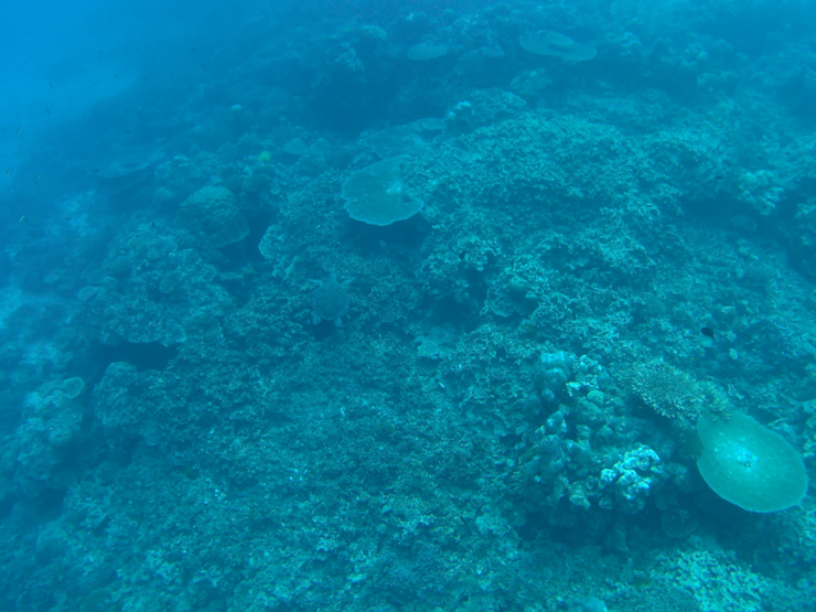 Najdi želvu Najdi želvu