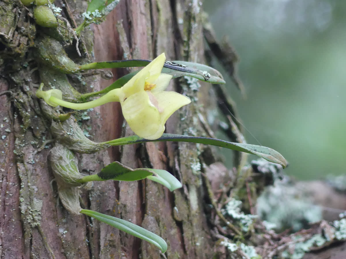 Vstavač - po konzultacích s internetem asi Bulbophyllum pectinatum