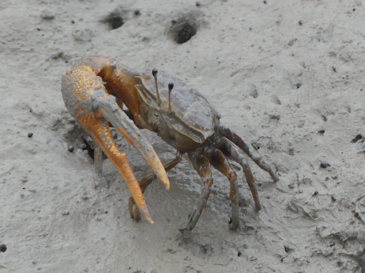 Krab houslista 