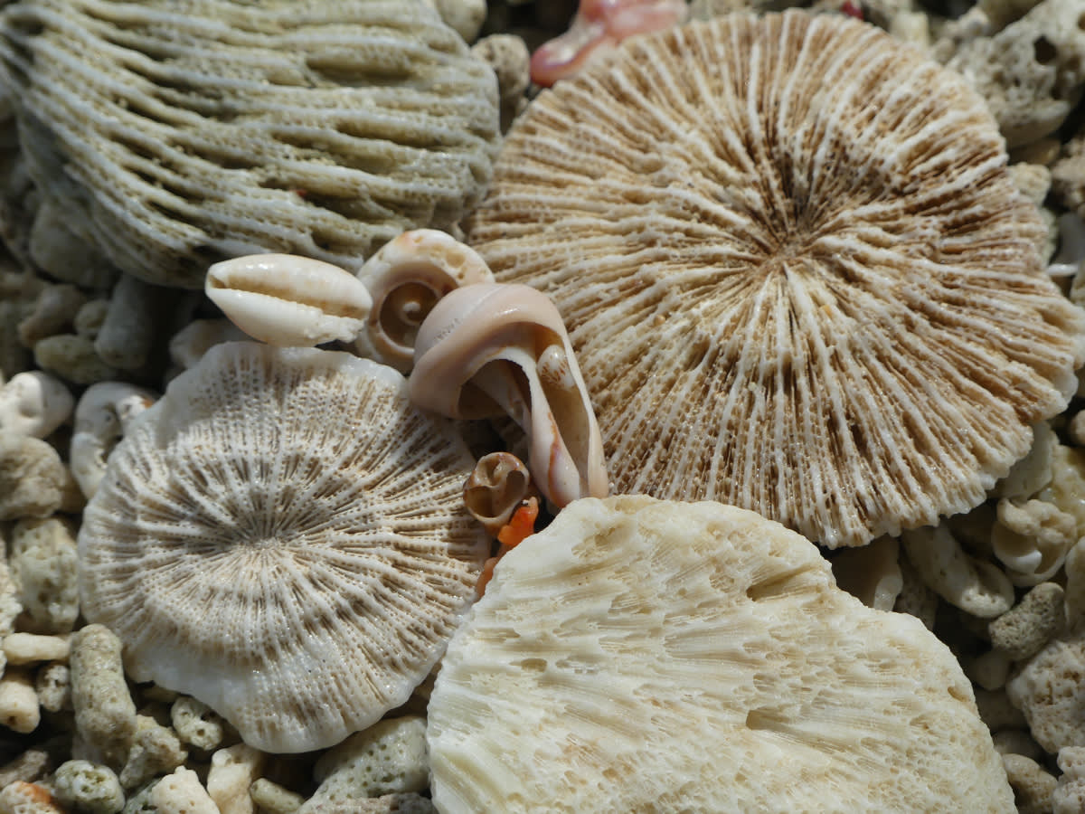 Detail mušlí 