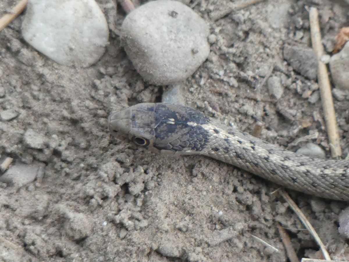 Užovka proužkovaná (Thamnophis elegans vagrans)
