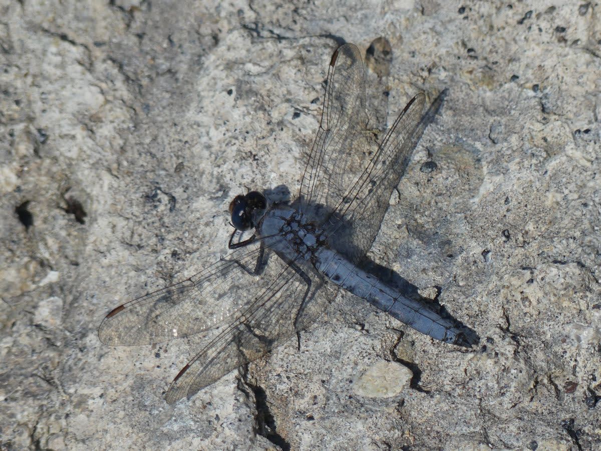 Vážka nejspíš Erythemis collocata