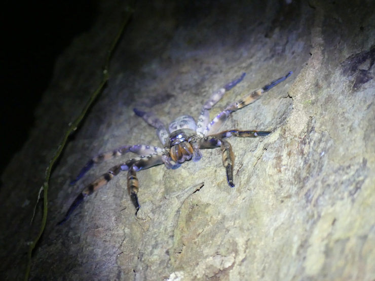 Maloočka "huntsman spider"